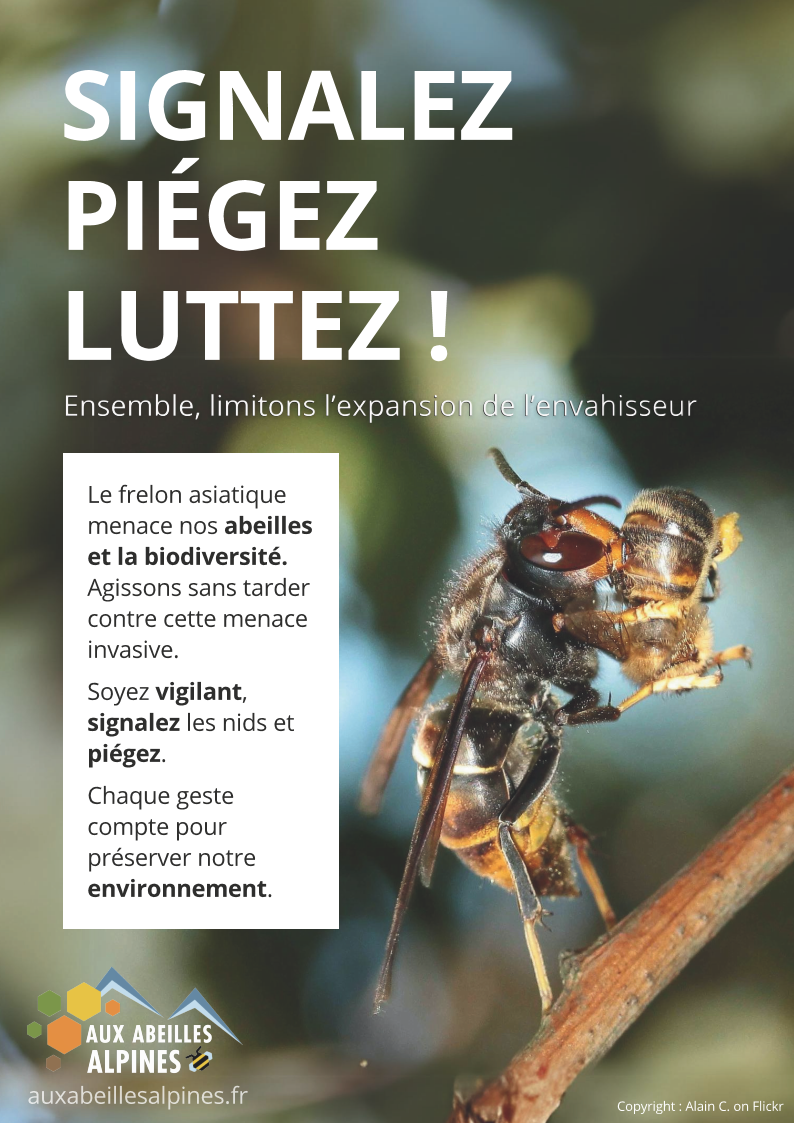 mi février à mi juin piégeage FRELONS ASIATIQUES