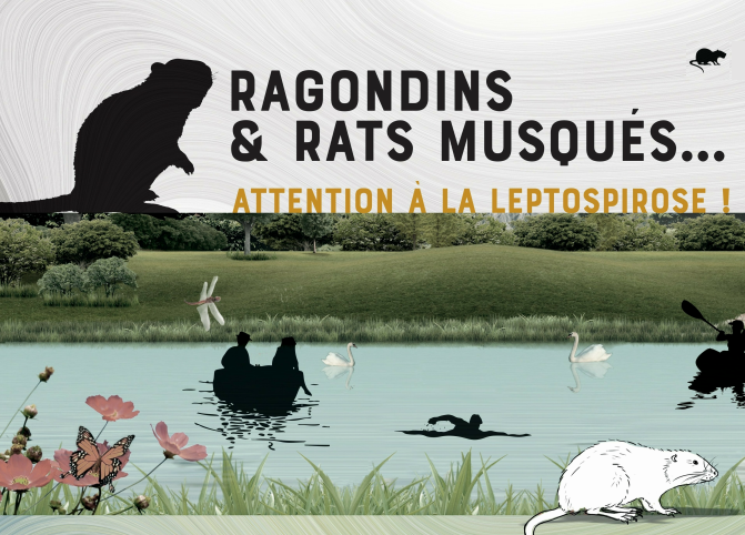 leptospirose-attention aux ragondins & rats musqués